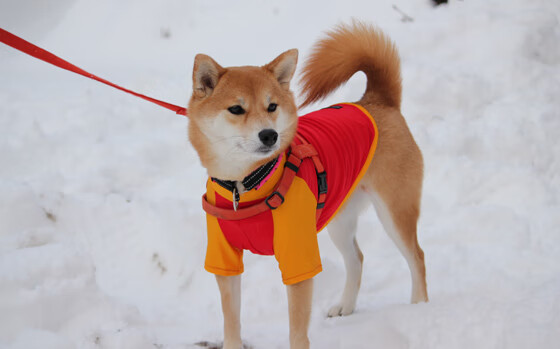 马丁内利闪电突袭撕裂铁壁，澳大利亚战术革新淘汰马竞启示录